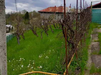 teren viță de vie casă vânzare cumpărare Provița de Jos Prahova